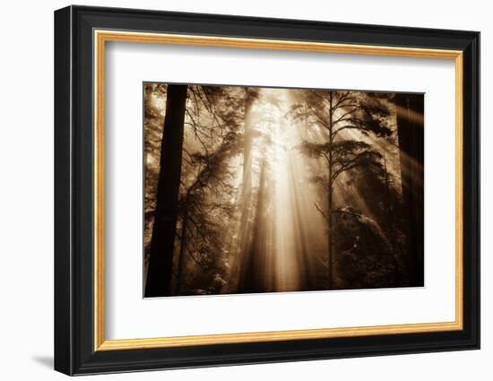 Magic Light in the Forest, California Redwoods, Coastal Trees-Vincent James-Framed Photographic Print