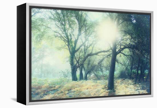 Magic Light-Viviane Fedieu Daniel-Framed Premier Image Canvas