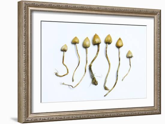 Magic Mushrooms (Psilocybe Semilanceata)-Cordelia Molloy-Framed Photographic Print