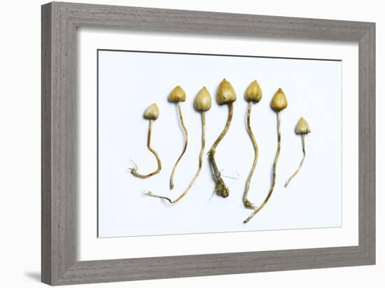 Magic Mushrooms (Psilocybe Semilanceata)-Cordelia Molloy-Framed Photographic Print