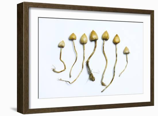 Magic Mushrooms (Psilocybe Semilanceata)-Cordelia Molloy-Framed Photographic Print