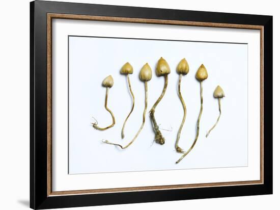 Magic Mushrooms (Psilocybe Semilanceata)-Cordelia Molloy-Framed Photographic Print