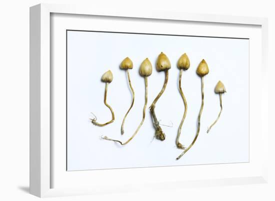 Magic Mushrooms (Psilocybe Semilanceata)-Cordelia Molloy-Framed Photographic Print