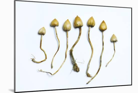 Magic Mushrooms (Psilocybe Semilanceata)-Cordelia Molloy-Mounted Photographic Print