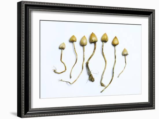 Magic Mushrooms (Psilocybe Semilanceata)-Cordelia Molloy-Framed Photographic Print