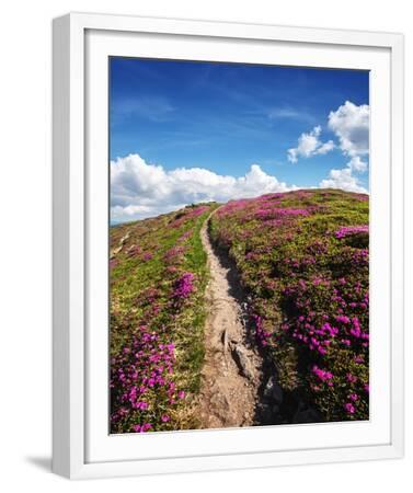 Magic pink rhododendron flowers on summer mountain. Blue sky and fluffy  clouds. Chornohora ridge, C Photo | Art.com
