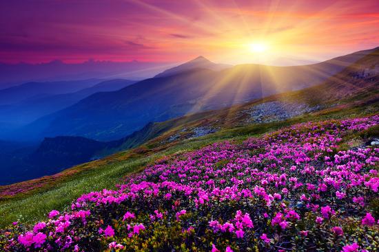 Magic Pink Rhododendron Flowers On Summer Mountain Carpathian