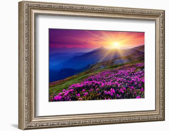 Magic Pink Rhododendron Flowers on Summer Mountain. Carpathian, Ukraine.-Creative Travel Projects-Framed Photographic Print