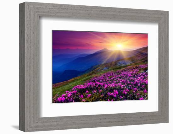 Magic Pink Rhododendron Flowers on Summer Mountain. Carpathian, Ukraine.-Creative Travel Projects-Framed Photographic Print