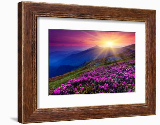 Magic Pink Rhododendron Flowers on Summer Mountain. Carpathian, Ukraine.-Creative Travel Projects-Framed Photographic Print