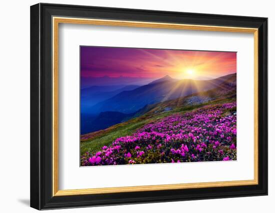 Magic Pink Rhododendron Flowers on Summer Mountain. Carpathian, Ukraine.-Creative Travel Projects-Framed Photographic Print