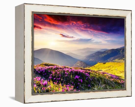 Magic Pink Rhododendron Flowers on Summer Mountain. Dramatic Overcast Sky. Carpathian, Ukraine, Eur-Leonid Tit-Framed Premier Image Canvas