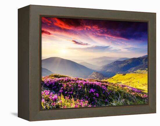 Magic Pink Rhododendron Flowers on Summer Mountain. Dramatic Overcast Sky. Carpathian, Ukraine, Eur-Leonid Tit-Framed Premier Image Canvas