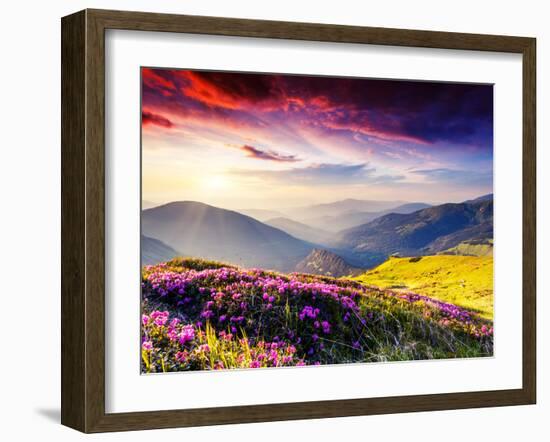 Magic Pink Rhododendron Flowers on Summer Mountain. Dramatic Overcast Sky. Carpathian, Ukraine, Eur-Leonid Tit-Framed Photographic Print