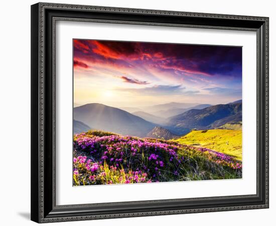 Magic Pink Rhododendron Flowers on Summer Mountain. Dramatic Overcast Sky. Carpathian, Ukraine, Eur-Leonid Tit-Framed Photographic Print