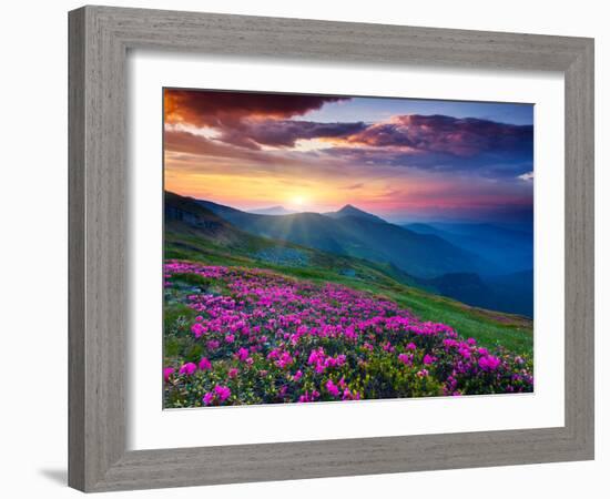 Magic Pink Rhododendron Flowers on Summer Mountain. Dramatic Overcast Sky. Carpathian, Ukraine, Eur-Leonid Tit-Framed Photographic Print