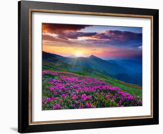 Magic Pink Rhododendron Flowers on Summer Mountain. Dramatic Overcast Sky. Carpathian, Ukraine, Eur-Leonid Tit-Framed Photographic Print