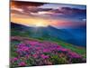 Magic Pink Rhododendron Flowers on Summer Mountain. Dramatic Overcast Sky. Carpathian, Ukraine, Eur-Leonid Tit-Mounted Photographic Print