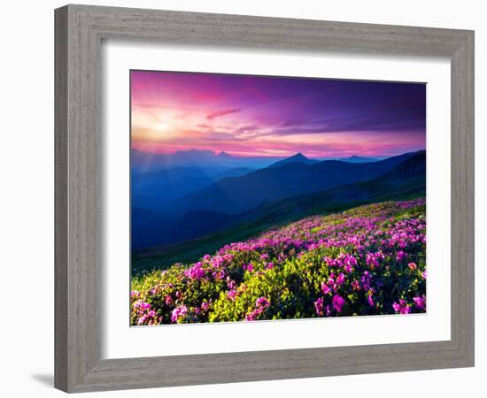 Magic Pink Rhododendron Flowers on Summer Mountain. Dramatic Overcast Sky. Carpathian, Ukraine, Eur-Leonid Tit-Framed Photographic Print