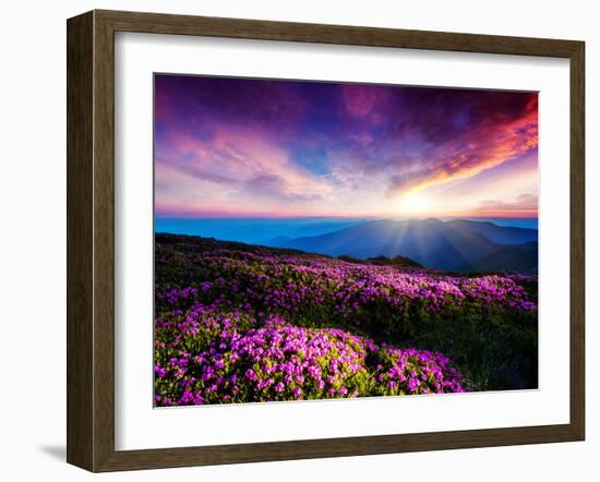 Magic Pink Rhododendron Flowers under the Dark Blue Sky. Majestic Carpathian, Ukraine, Europe. Beau-Leonid Tit-Framed Photographic Print