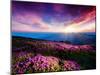 Magic Pink Rhododendron Flowers under the Dark Blue Sky. Majestic Carpathian, Ukraine, Europe. Beau-Leonid Tit-Mounted Photographic Print