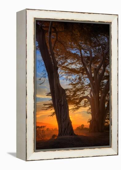 Magical Cypress Sunrise, Point Reyes National Seashore-null-Framed Premier Image Canvas