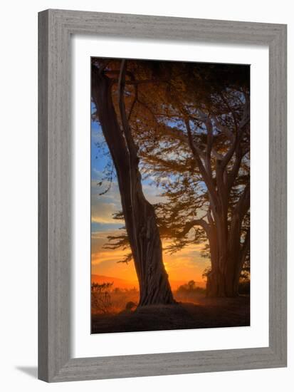 Magical Cypress Sunrise, Point Reyes National Seashore-null-Framed Photographic Print