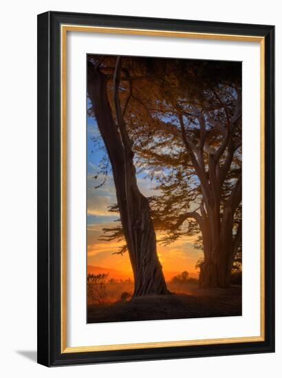 Magical Cypress Sunrise, Point Reyes National Seashore-null-Framed Photographic Print