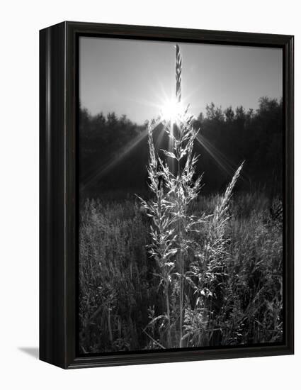 Magical Light-Martin Henson-Framed Premier Image Canvas