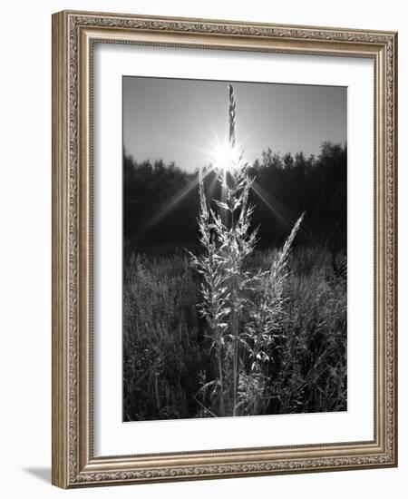 Magical Light-Martin Henson-Framed Photographic Print