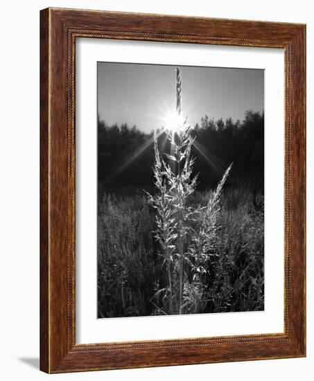 Magical Light-Martin Henson-Framed Photographic Print