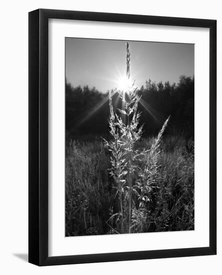 Magical Light-Martin Henson-Framed Photographic Print