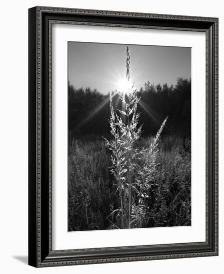 Magical Light-Martin Henson-Framed Photographic Print