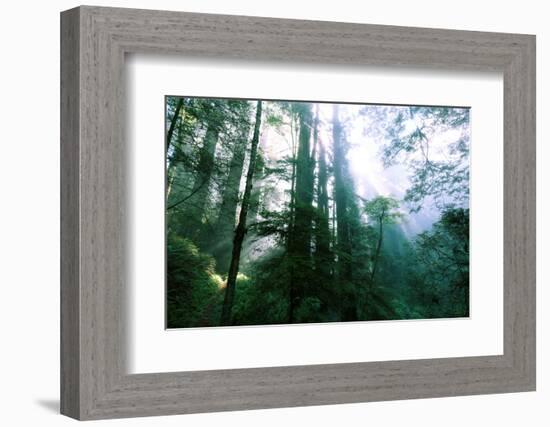 Magical Redwood Forest Light, Beautiful California Coast-Vincent James-Framed Photographic Print