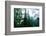 Magical Redwood Forest Light, Beautiful California Coast-Vincent James-Framed Photographic Print