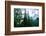 Magical Redwood Forest Light, Beautiful California Coast-Vincent James-Framed Photographic Print