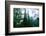 Magical Redwood Forest Light, Beautiful California Coast-Vincent James-Framed Photographic Print