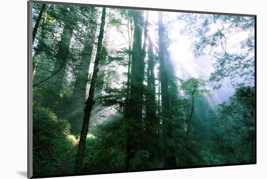 Magical Redwood Forest Light, Beautiful California Coast-Vincent James-Mounted Photographic Print