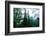 Magical Redwood Forest Light, Beautiful California Coast-Vincent James-Framed Photographic Print