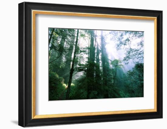 Magical Redwood Forest Light, Beautiful California Coast-Vincent James-Framed Photographic Print