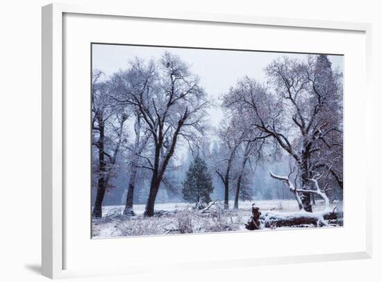 Magical Snow in the Valley El Capitan Meadow Trees & Mist Yosemite Valley-Vincent James-Framed Photographic Print