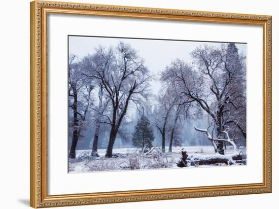 Magical Snow in the Valley El Capitan Meadow Trees & Mist Yosemite Valley-Vincent James-Framed Photographic Print