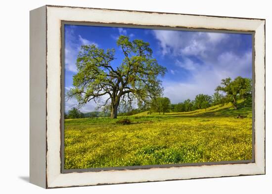 Magical Spring Afternoon at Shell Creek Road, Atascadero California-Vincent James-Framed Premier Image Canvas