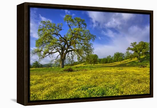 Magical Spring Afternoon at Shell Creek Road, Atascadero California-Vincent James-Framed Premier Image Canvas