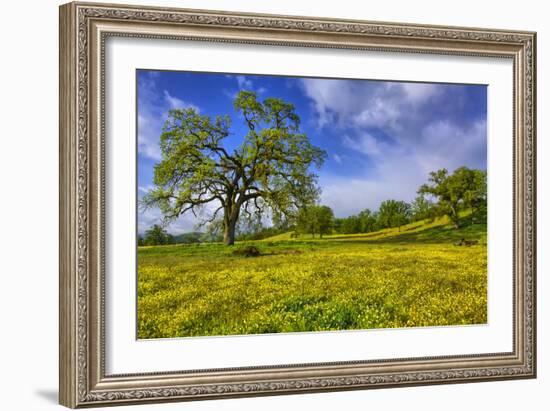 Magical Spring Afternoon at Shell Creek Road, Atascadero California-Vincent James-Framed Photographic Print