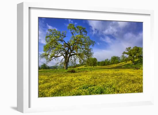 Magical Spring Afternoon at Shell Creek Road, Atascadero California-Vincent James-Framed Photographic Print