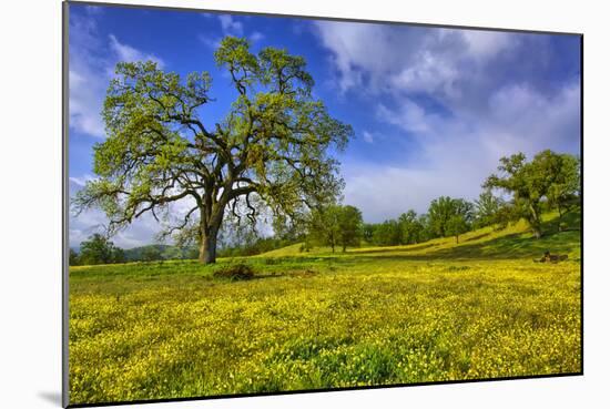 Magical Spring Afternoon at Shell Creek Road, Atascadero California-Vincent James-Mounted Photographic Print