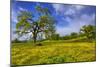 Magical Spring Afternoon at Shell Creek Road, Atascadero California-Vincent James-Mounted Photographic Print