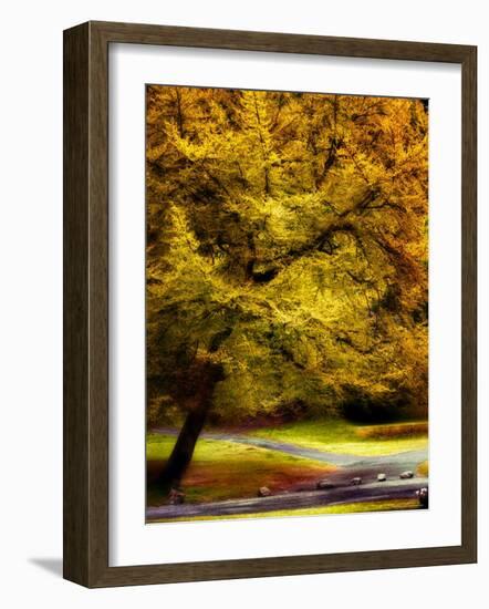 Magical Tree-Jody Miller-Framed Photographic Print