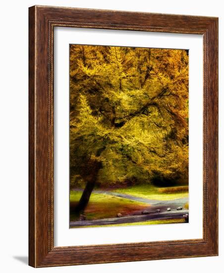 Magical Tree-Jody Miller-Framed Photographic Print